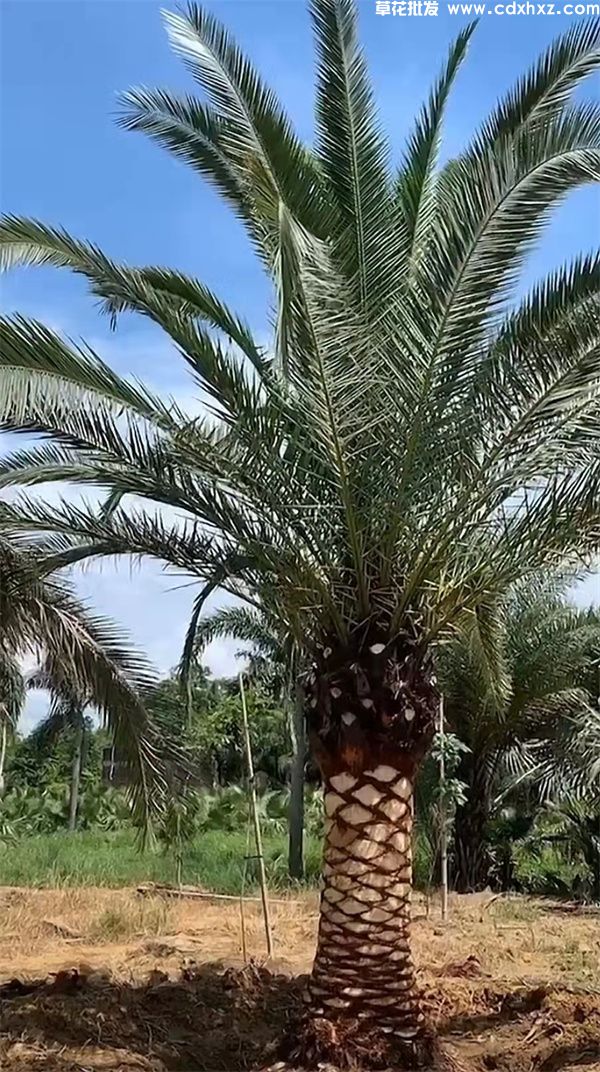 棕榈树(图2)
