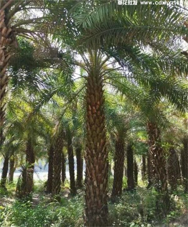 棕榈树(图8)