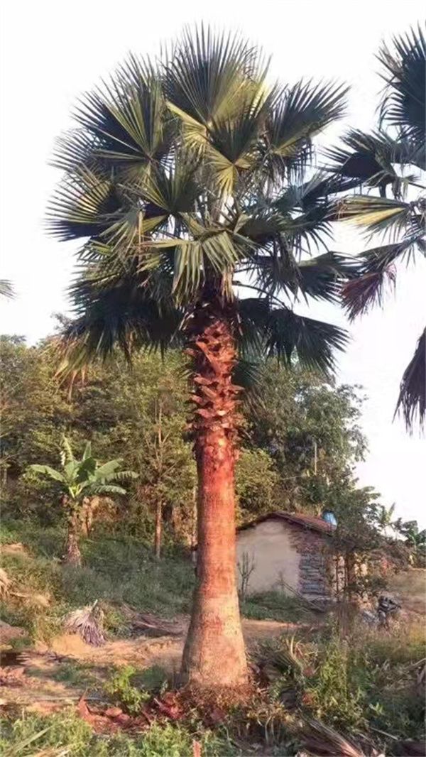 棕榈树(图7)
