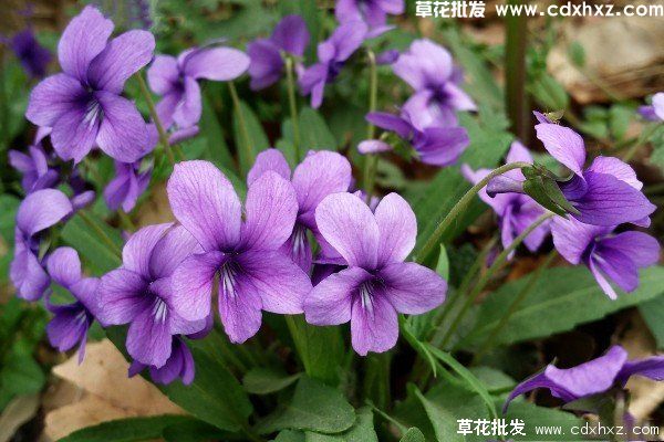 紫花地丁怎么种植？