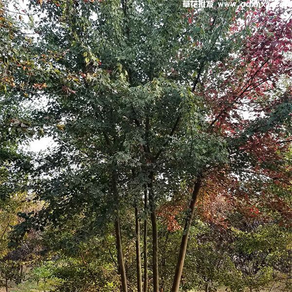 丛生三角枫基地实拍图片