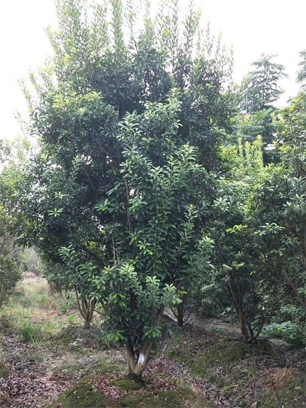 杨梅树(图3)