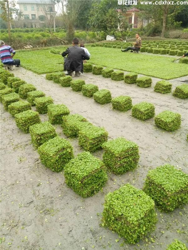 马蹄金草坪基地实拍