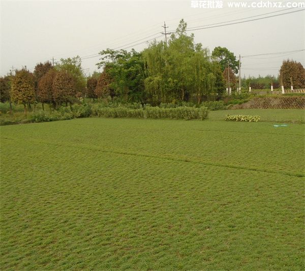 马蹄金草坪基地实拍