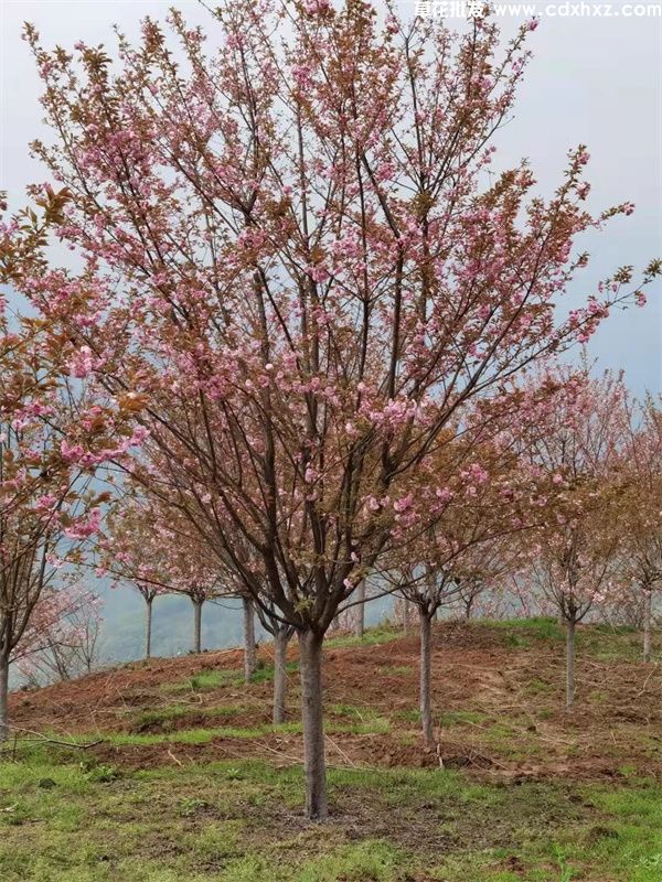 樱花树