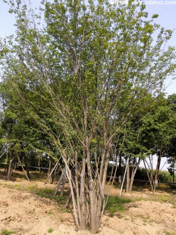 丛生茶条槭(图1)