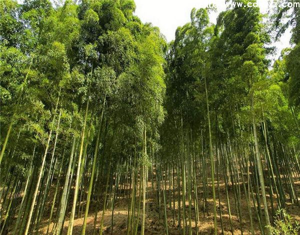 毛竹基地实拍图片