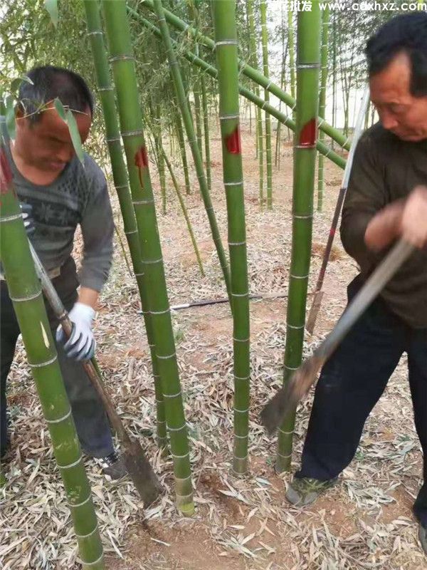 毛竹基地实拍图片