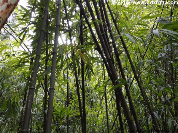 方竹基地实拍图片