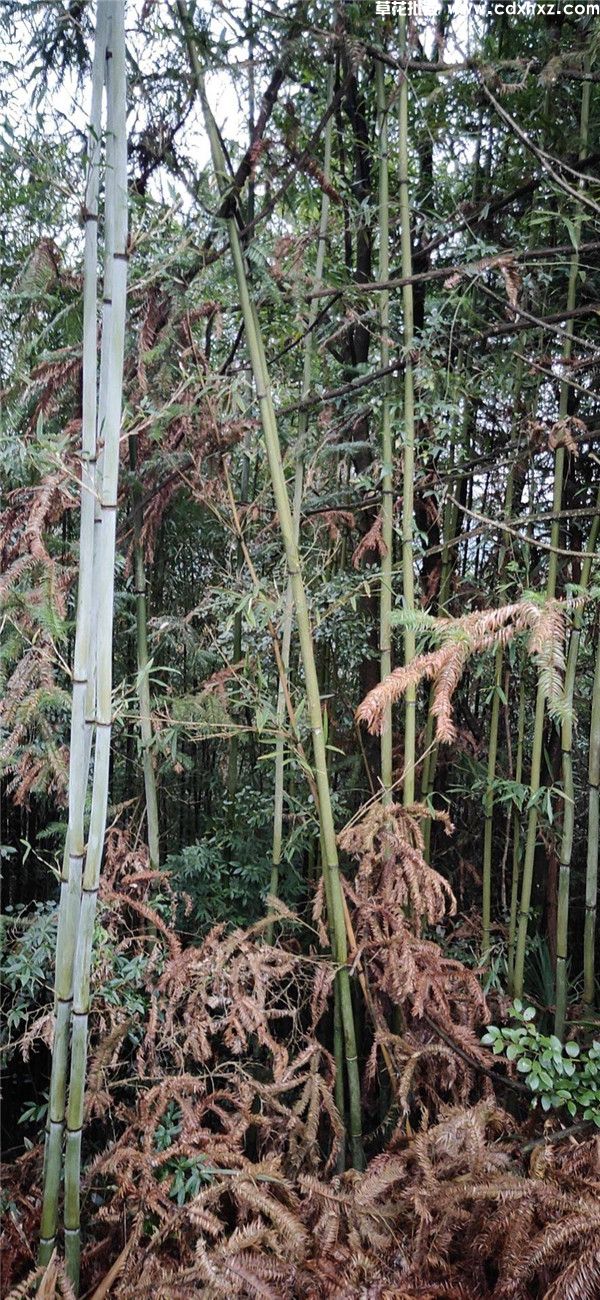 苦竹基地实拍图片