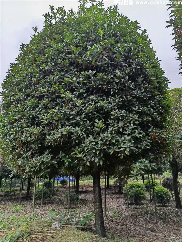 朱砂桂基地实拍图片