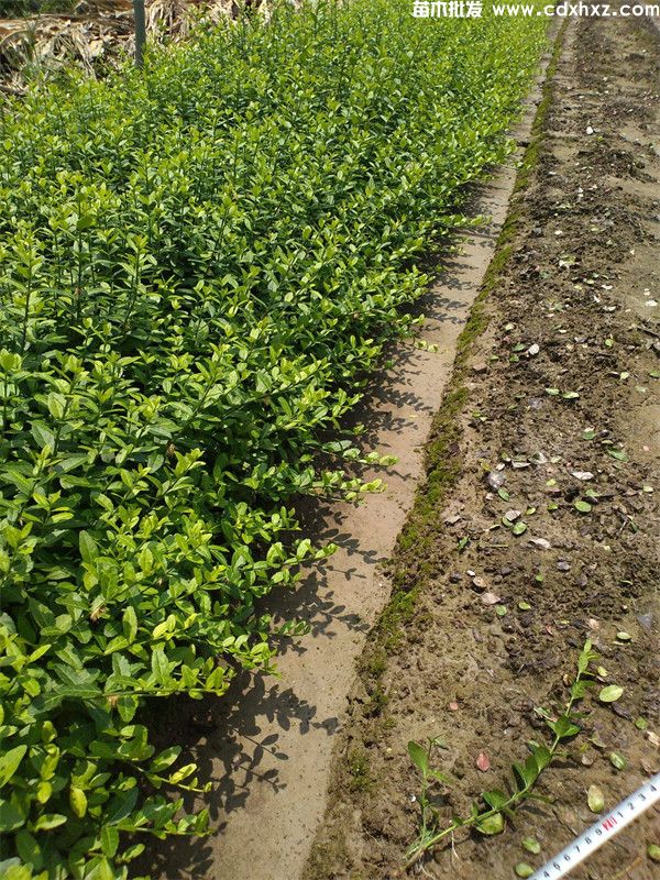 扶芳藤基地实拍图片