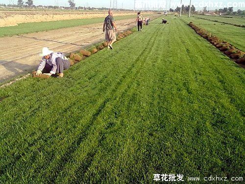 私人庭院草坪是播种好还是铺种好？