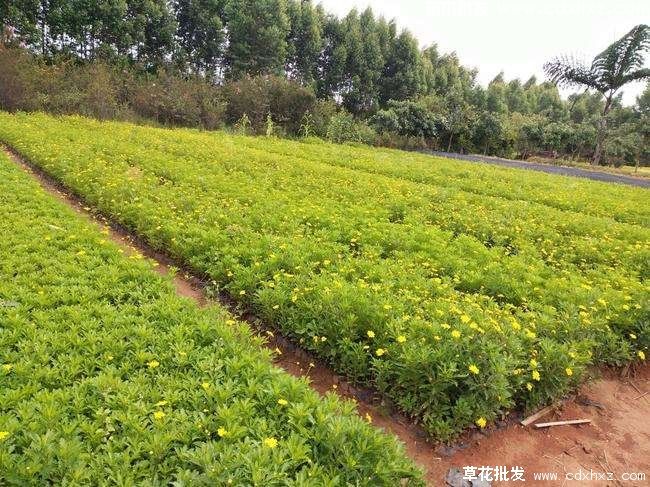 成都木春菊基地直销-大量木春菊批发销售了