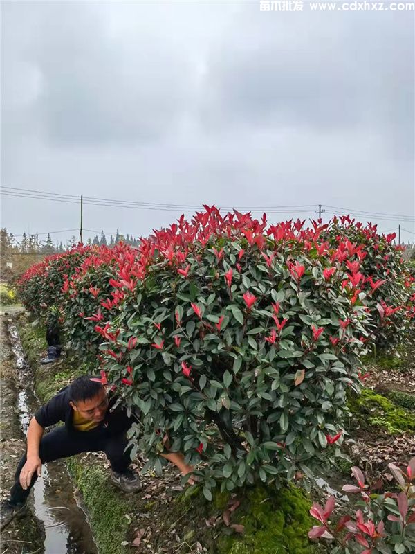 红叶石楠球图片