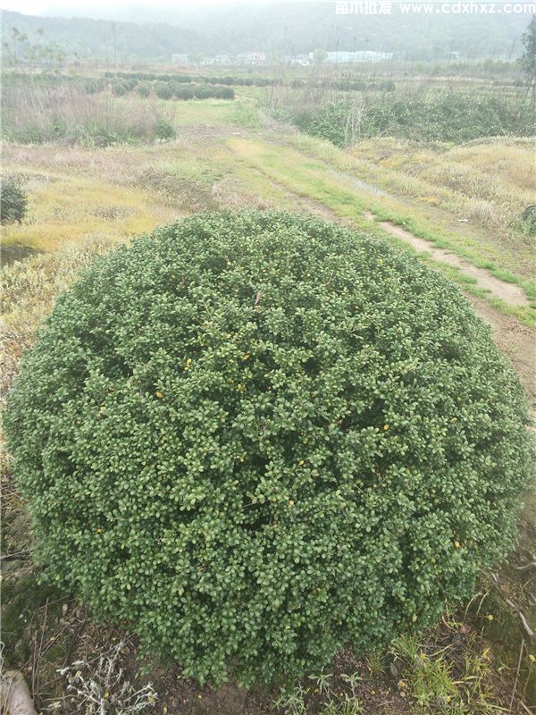 龟甲冬青球图片