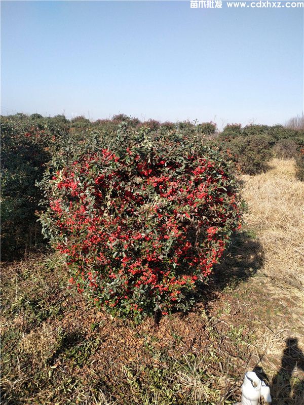 火棘球基地实拍图片