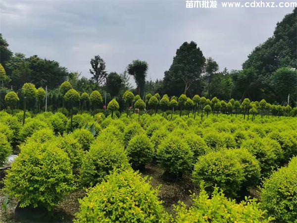 亮晶女贞球基地实拍图片