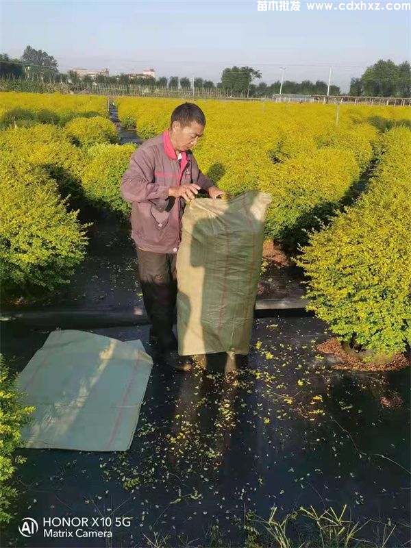 亮晶女贞球基地实拍图片