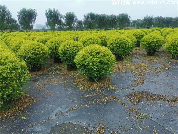 亮晶女贞球基地实拍图片