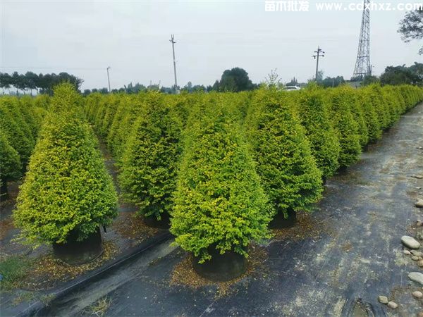 亮晶女贞球基地实拍图片