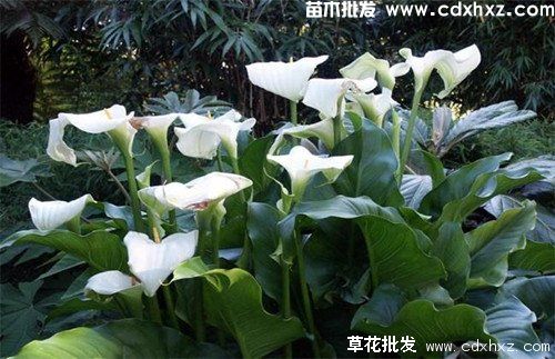 水生植物图片