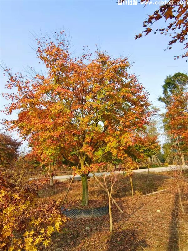 鸡爪槭基地实拍图片