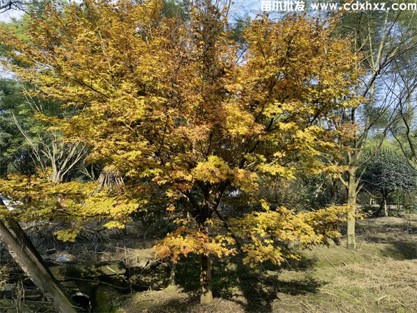 赤枫基地实拍图片