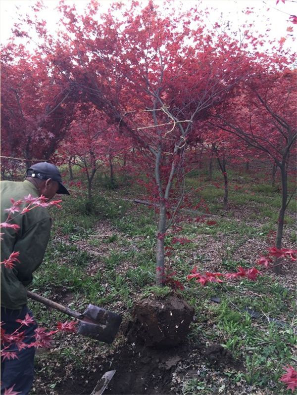 日本红枫基地实拍图片