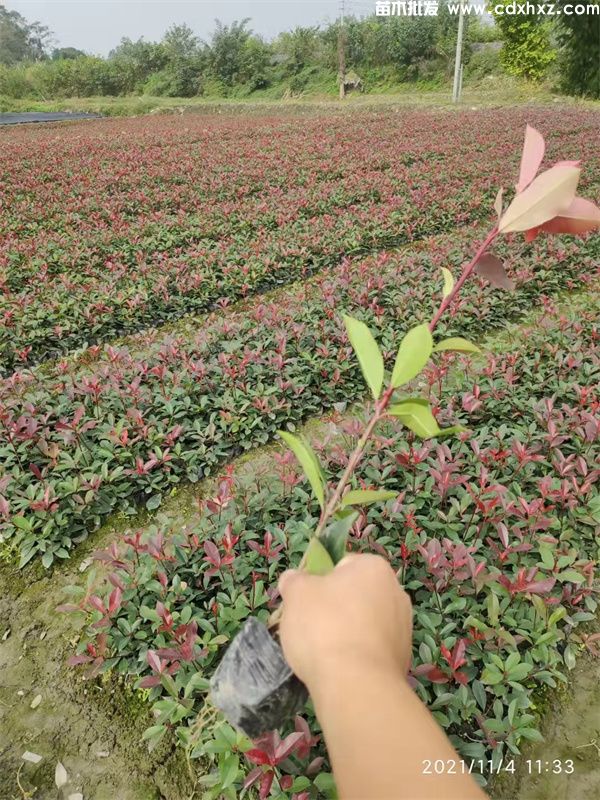 红叶石楠基地实拍图片