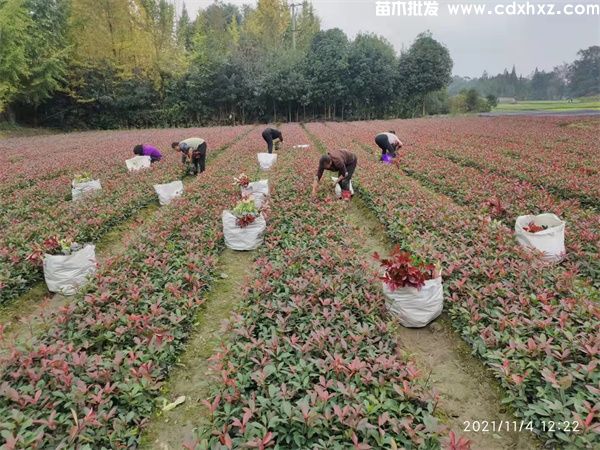 红叶石楠基地实拍图片