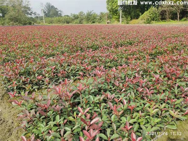 红叶石楠基地实拍图片