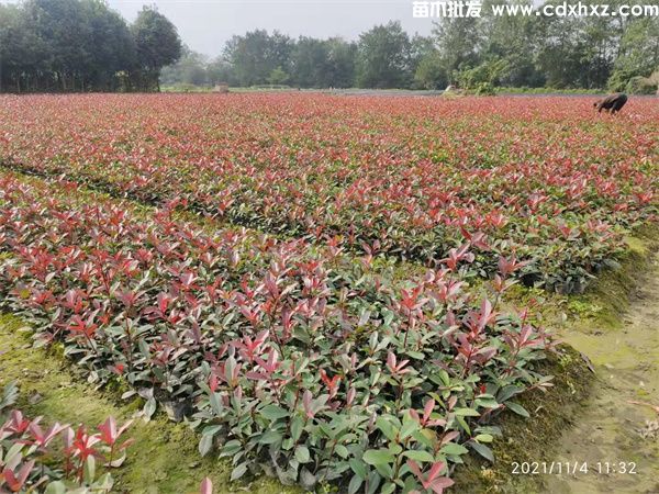 红叶石楠基地实拍图片