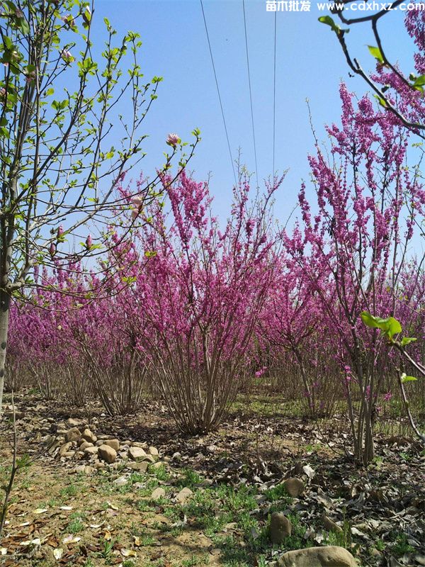 紫荆基地实拍图片