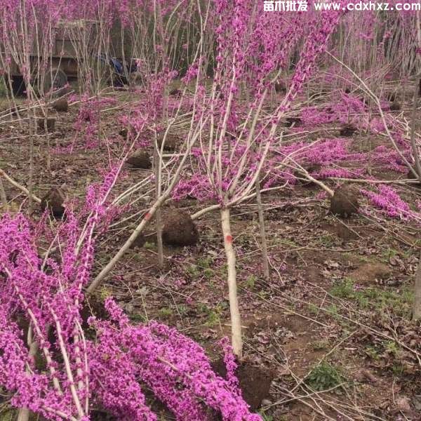 紫荆基地实拍图片