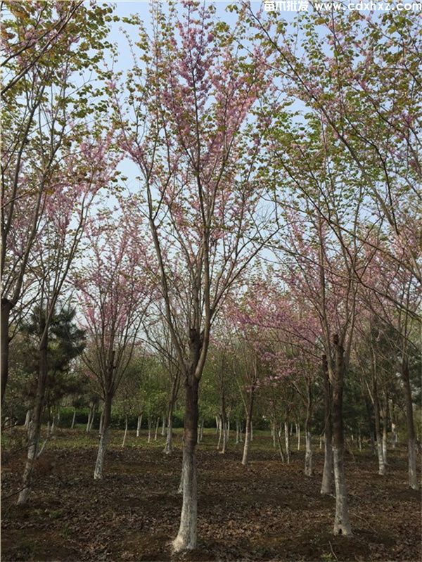 紫荆基地实拍图片