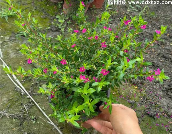 红花满天星基地实拍图片