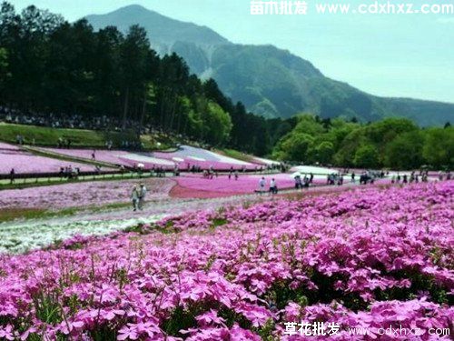 草花组合花海种植方案有哪些?