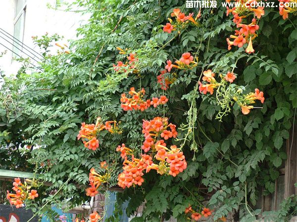 适合重庆栽培的藤类花卉有哪些？