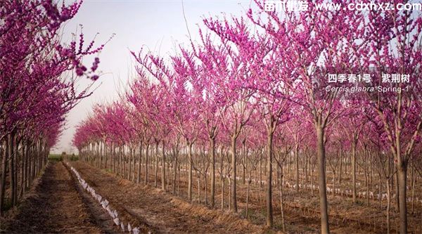 紫金花和紫荆花区别是什么？