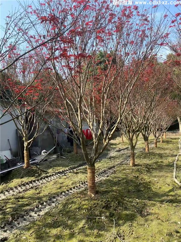 红枫基地实拍图片