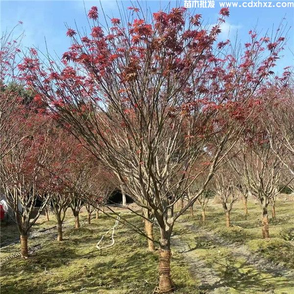 红枫基地实拍图片