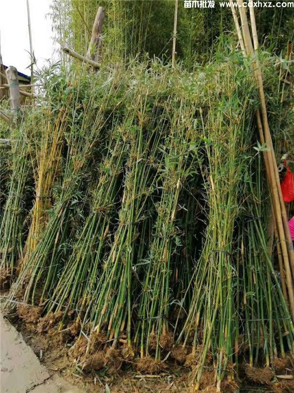 绿化工程用竹子哪里有卖？