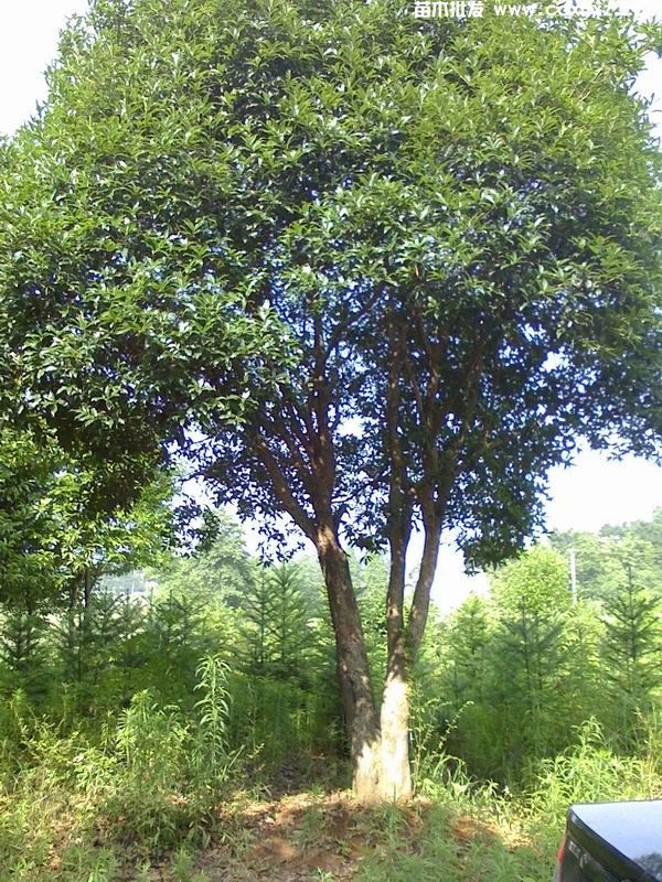 贵州丛生桂花批发基地哪家规模大 实力强？