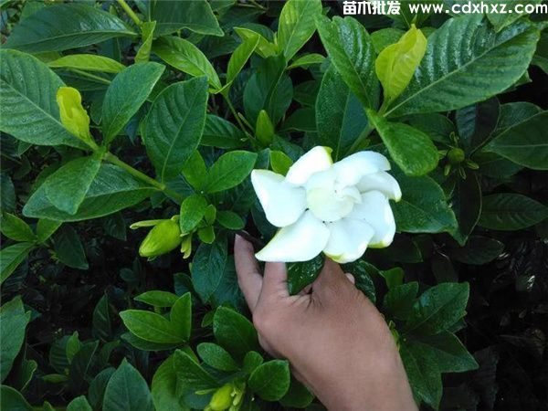 大叶栀子花