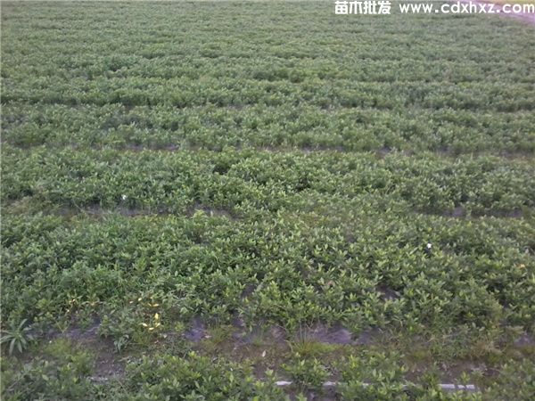 四季栀子花基地实拍图片