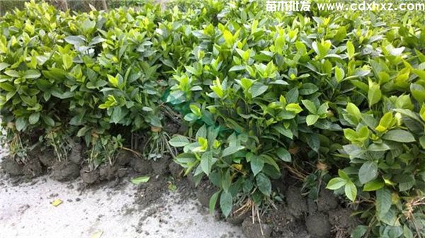 四季栀子花基地实拍图片