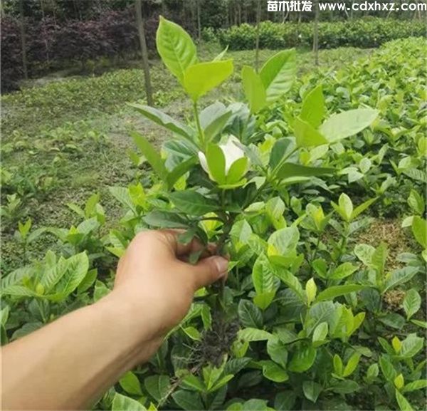 栀子花基地实拍图片