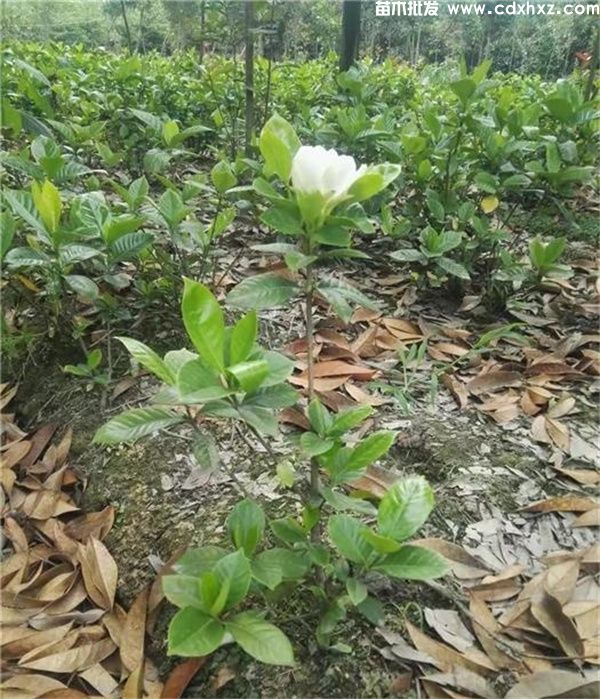 栀子花基地实拍图片