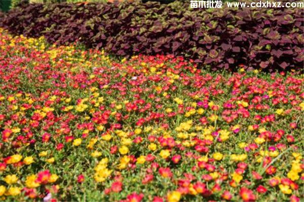 太阳花什么时候开花？